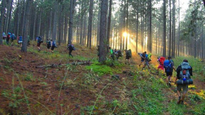 Pine Forest Cottage Sabie Luaran gambar
